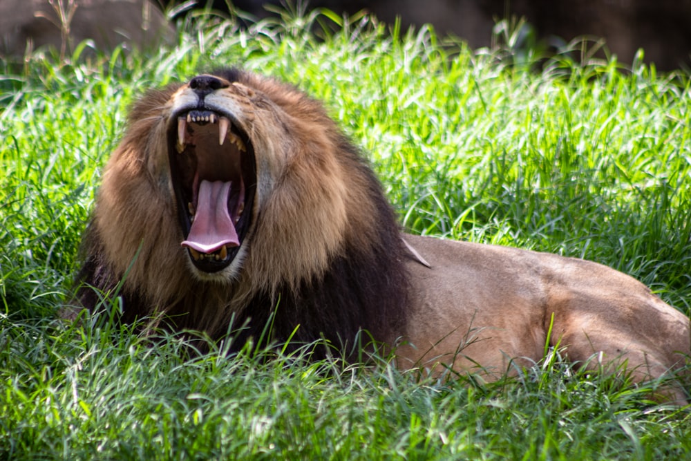 yawning lion