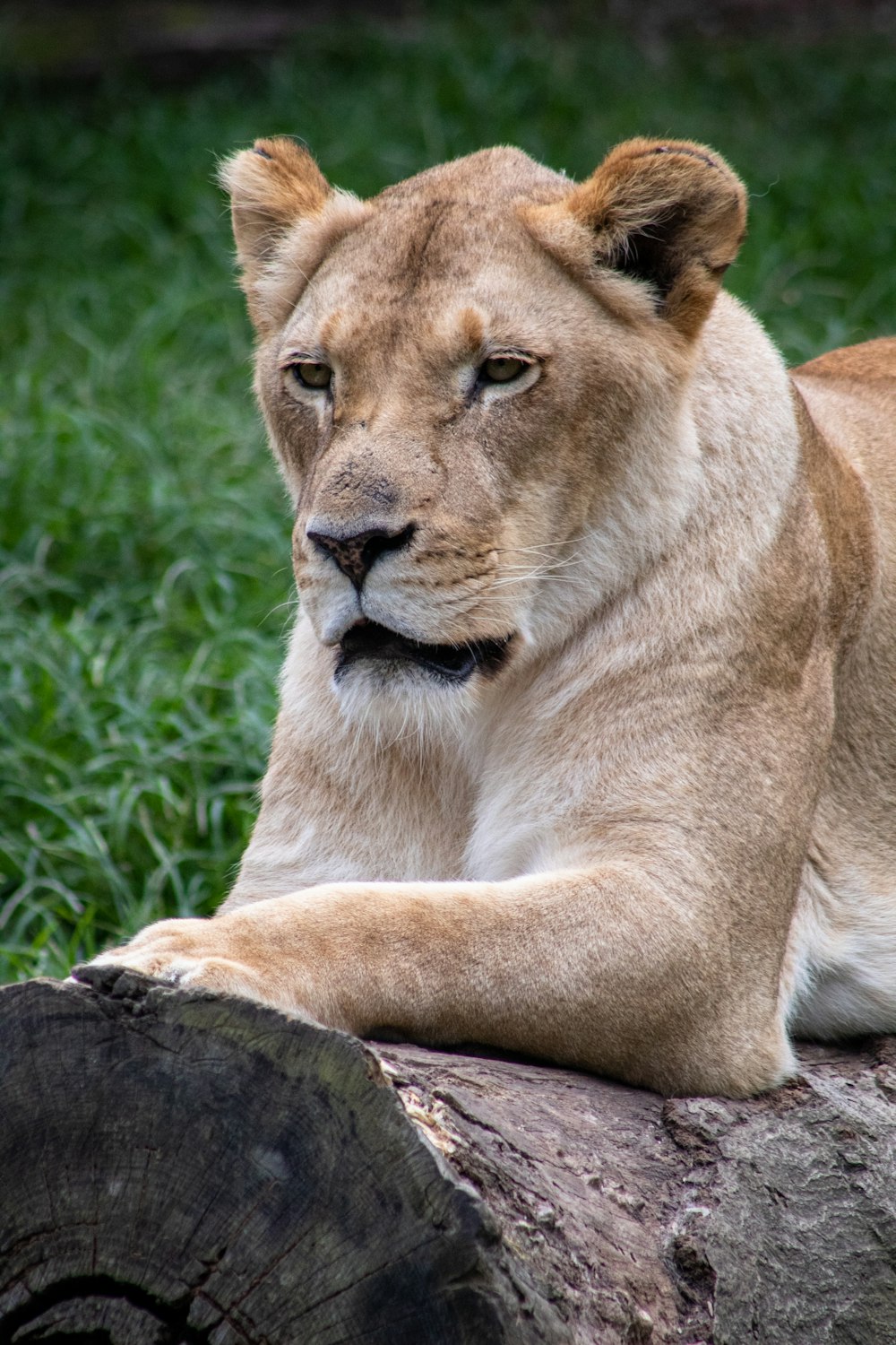 female lion on wood