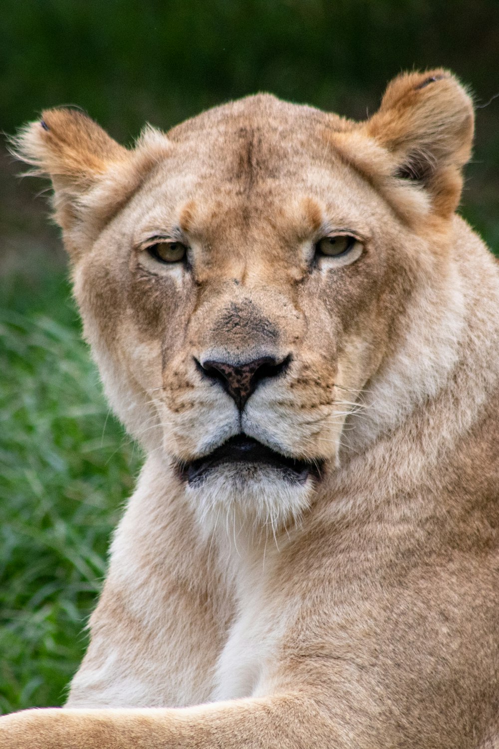 close-up photo of brown lioness