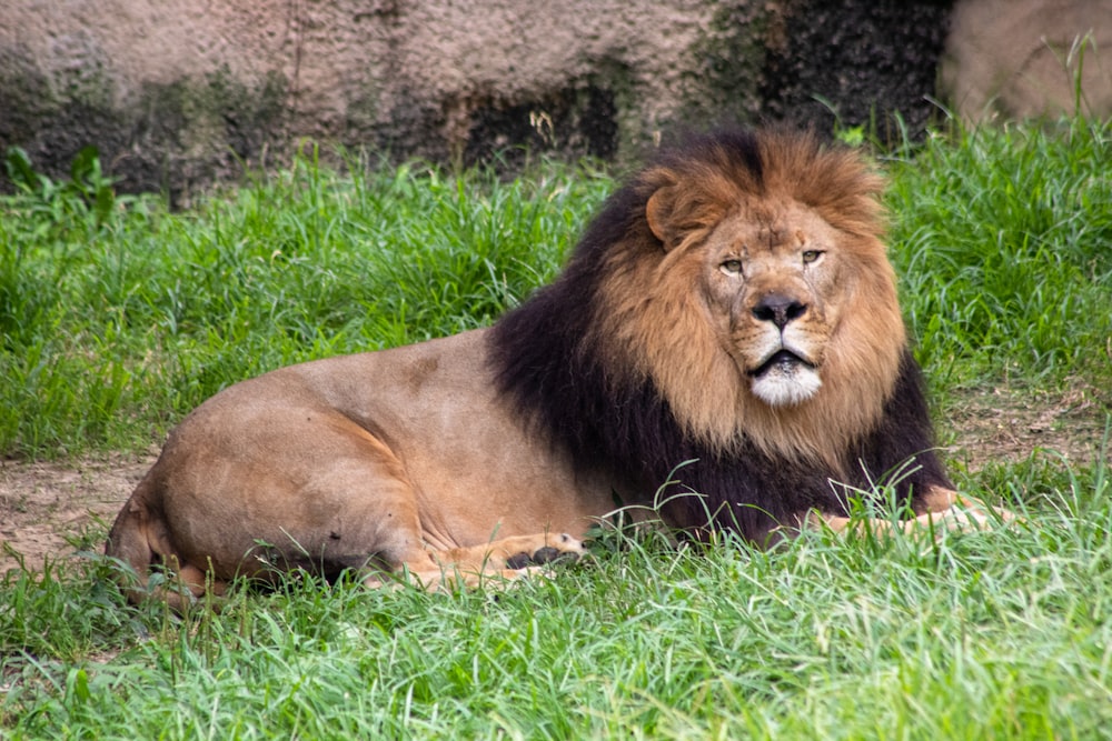 brown lion