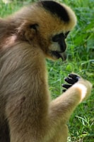 brown monkey