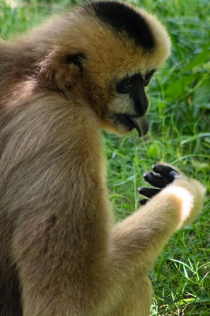 brown monkey