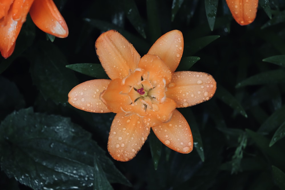 orange petaled flowewr