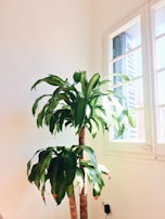 A vibrant indoor plant sitting next to a window with morning sunlight streaming in, enhancing a cozy home corner.