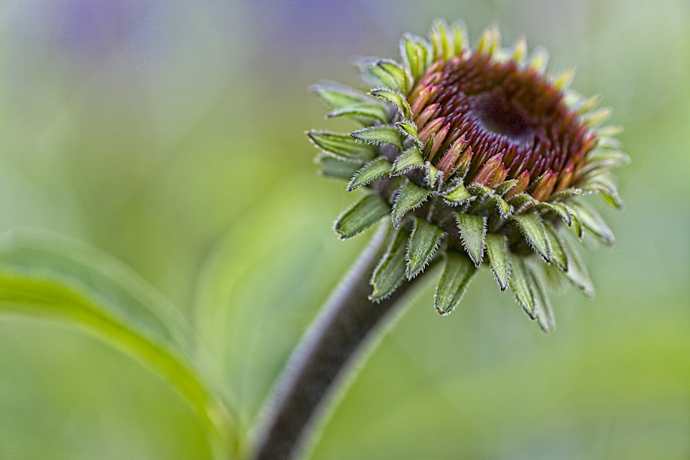 close-up photo of yellow and green flower about to bloom