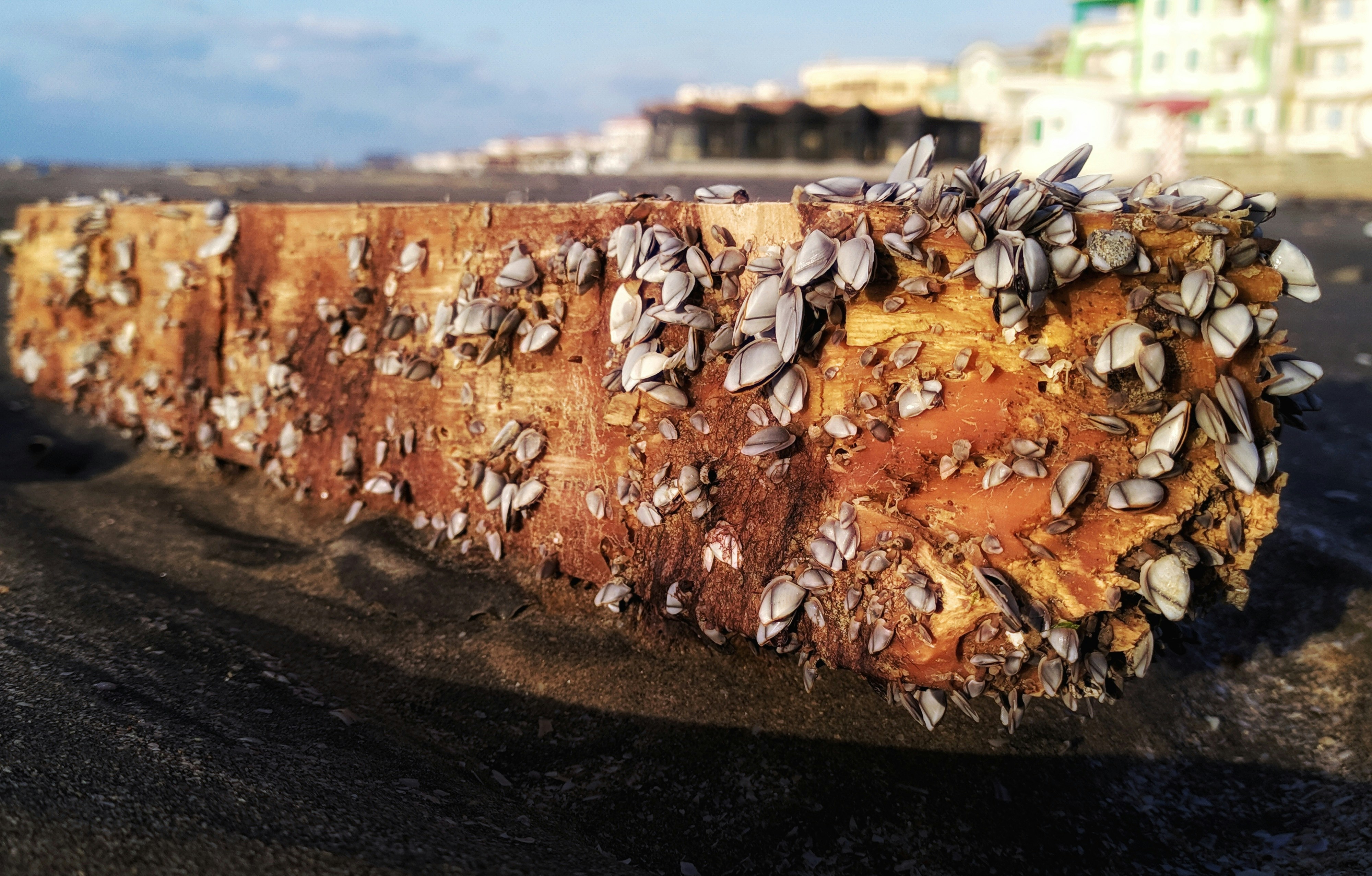 Coastal construction with corrosion resistant materials
