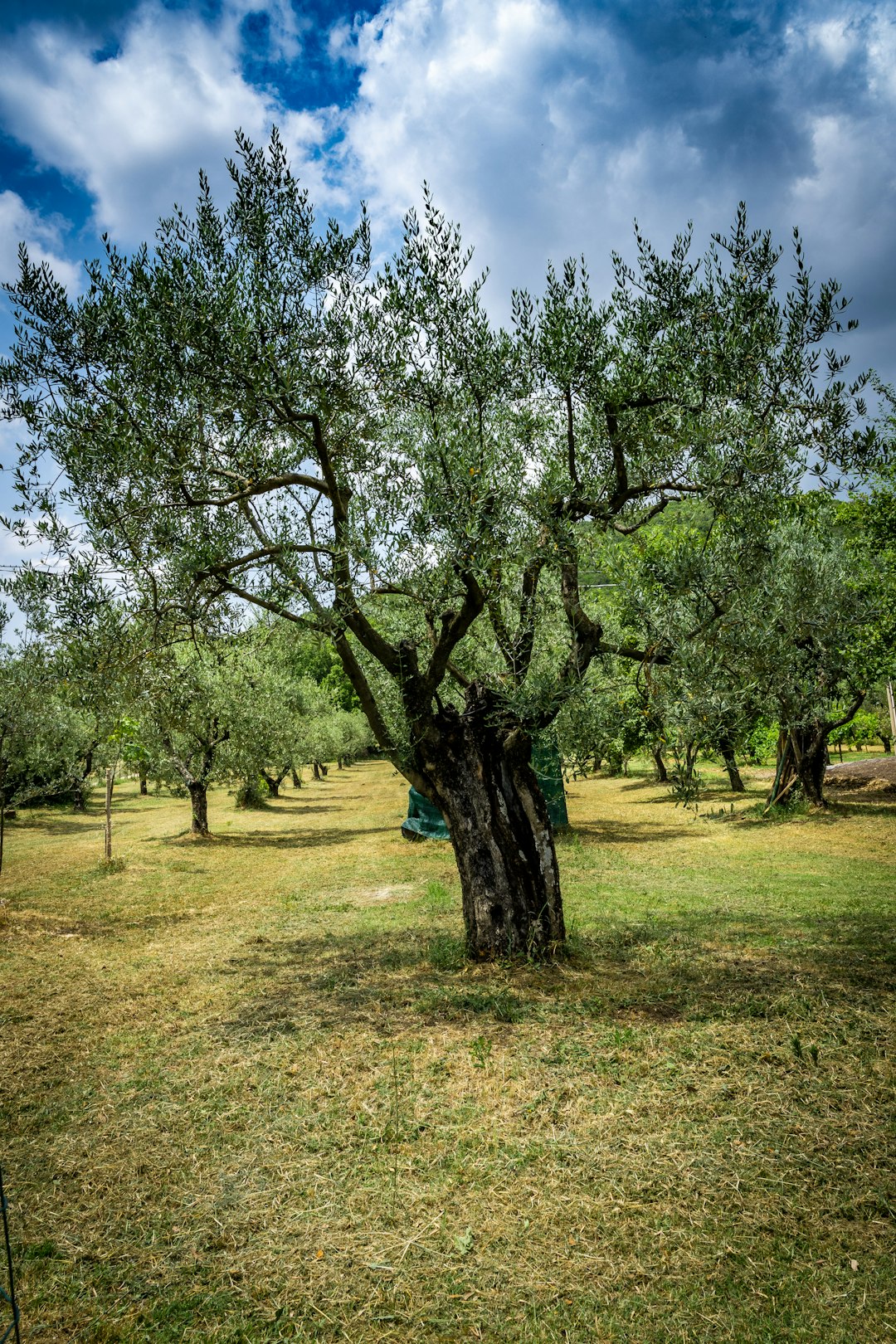 Olive Tree Pictures | Download Free Images on Unsplash