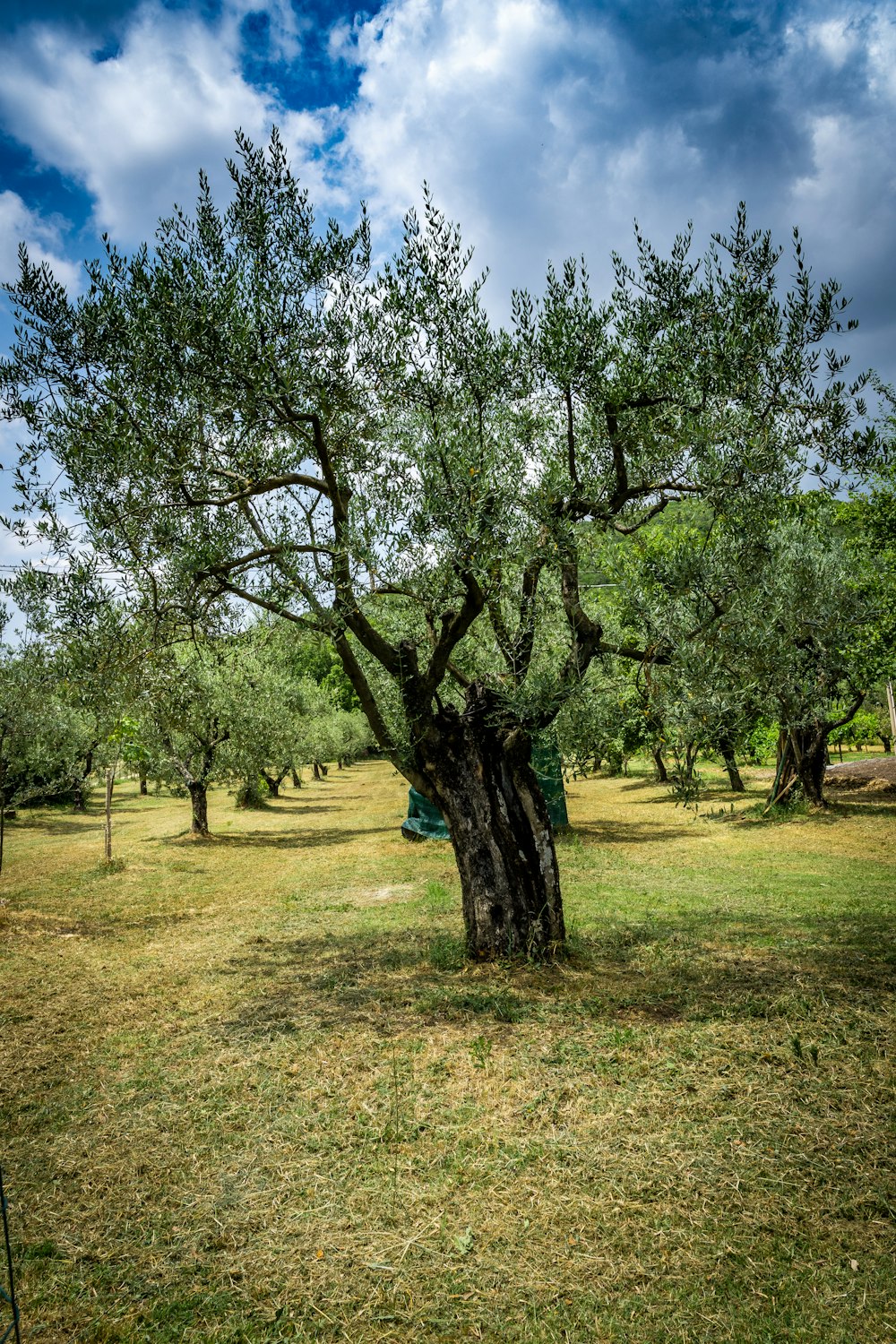 green trees