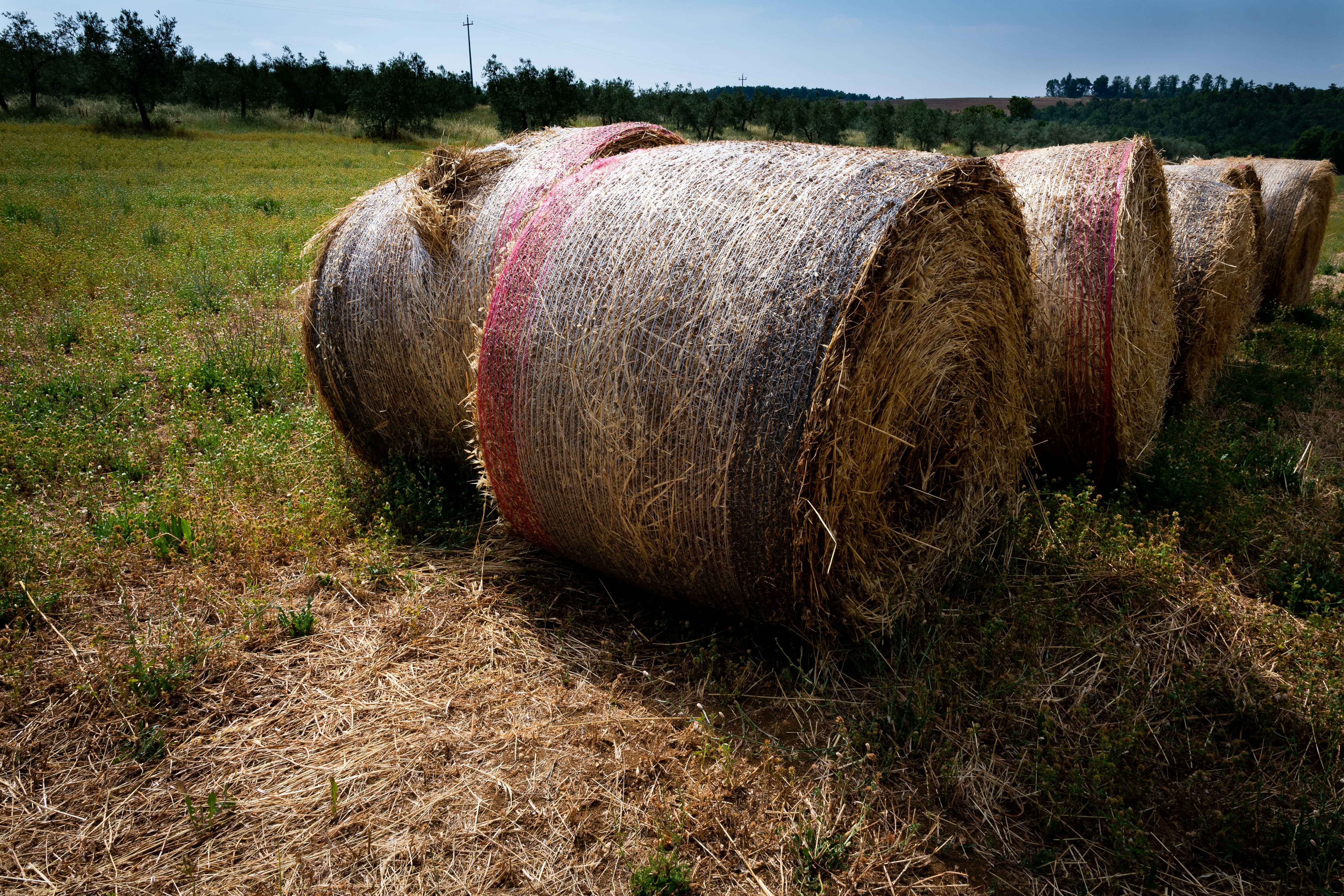 hay bale, Group of Halebales.