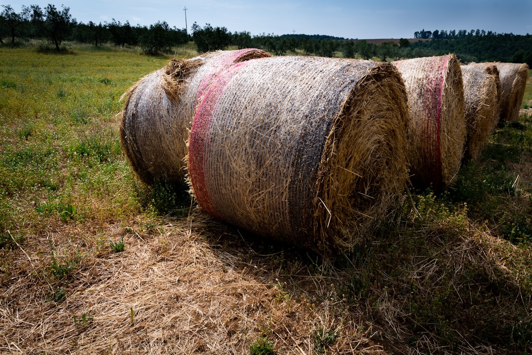 hay bale, Group of Halebales.