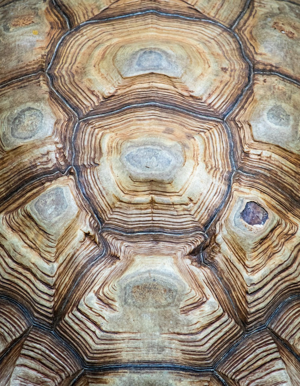 caparazón de tortuga marrón