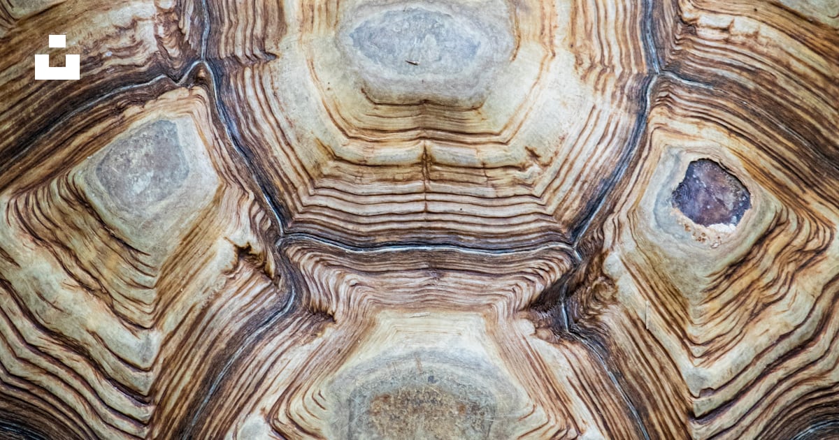 Brown turtle shell photo – Free Memphis zoo Image on Unsplash