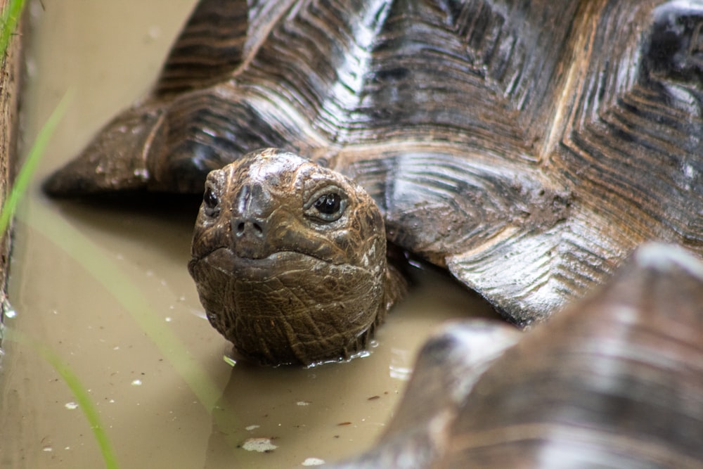 close-up photo of brown turtle