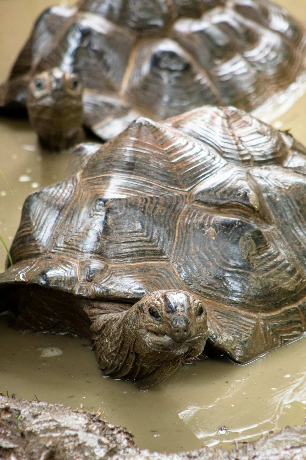 braune Schildkröten auf Pfütze