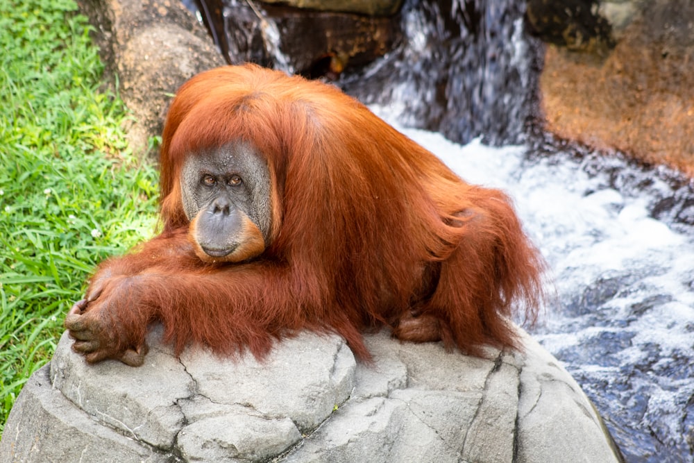orangutan on rock