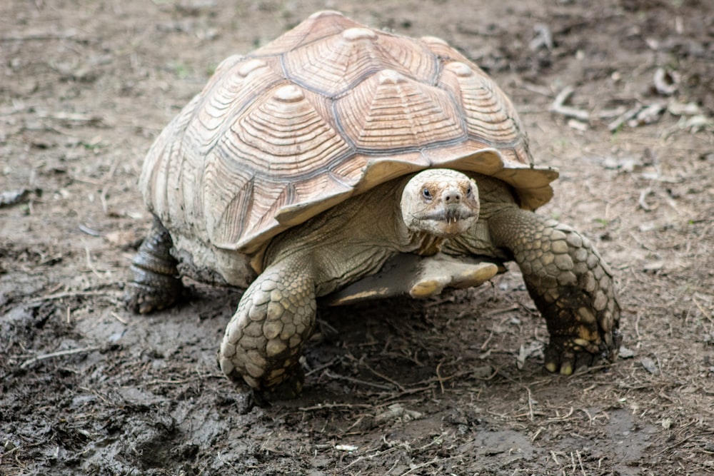 brown turtle