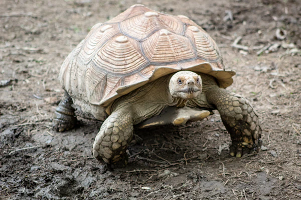 Galápagos travel