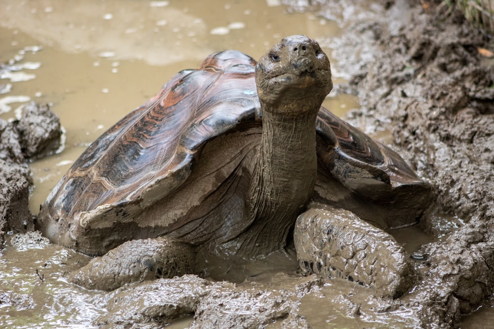 brown turtle on mud