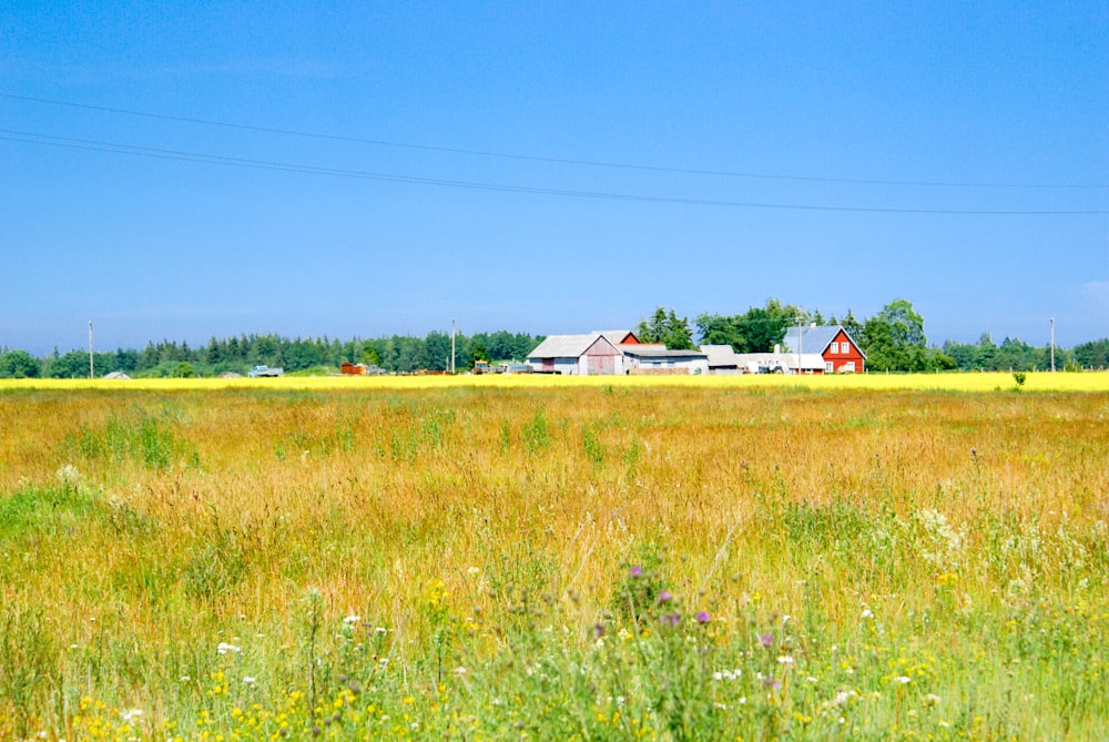 grass field