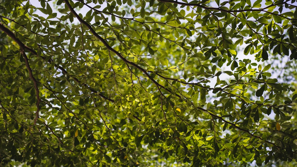 green plants