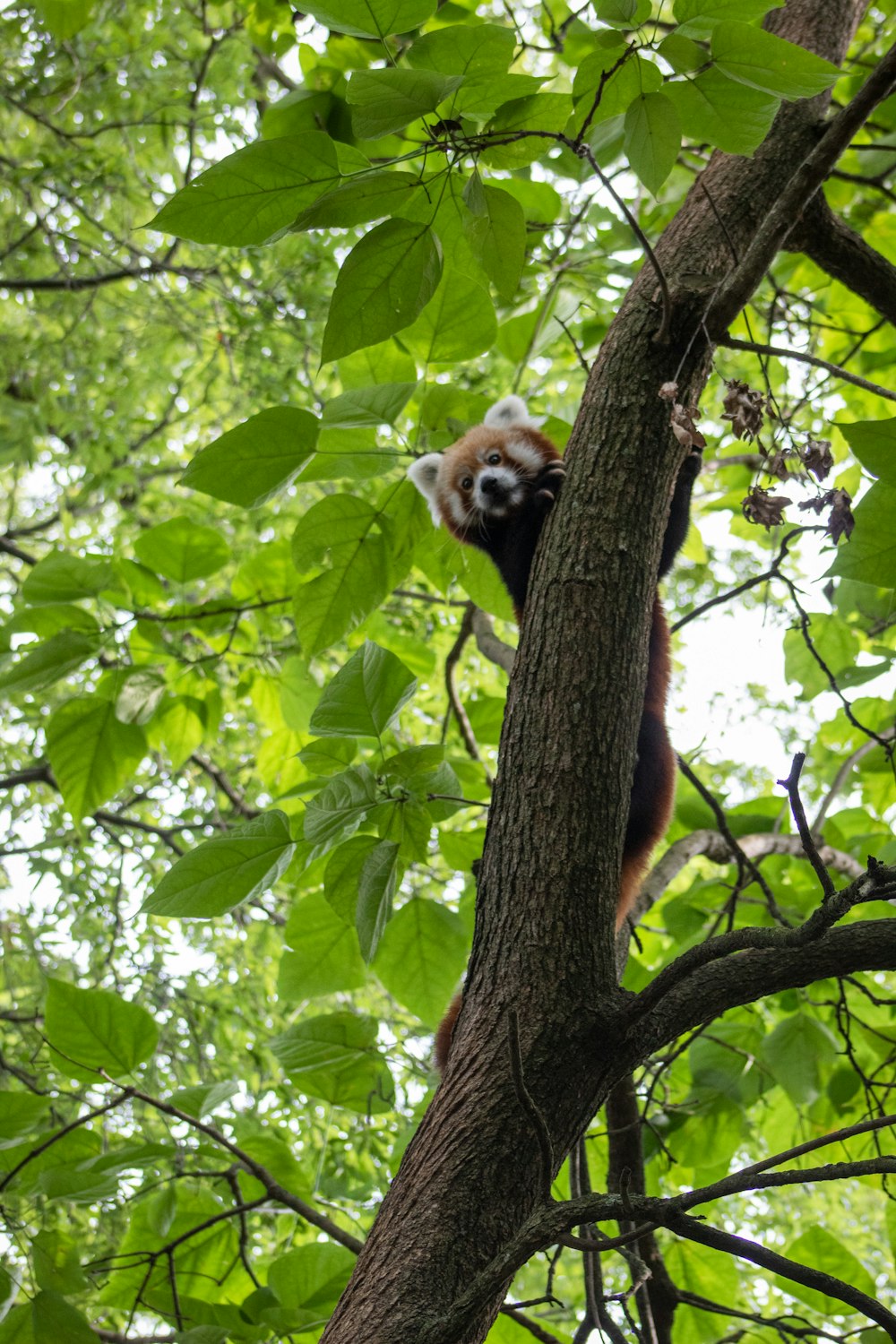 red panda on tree branch