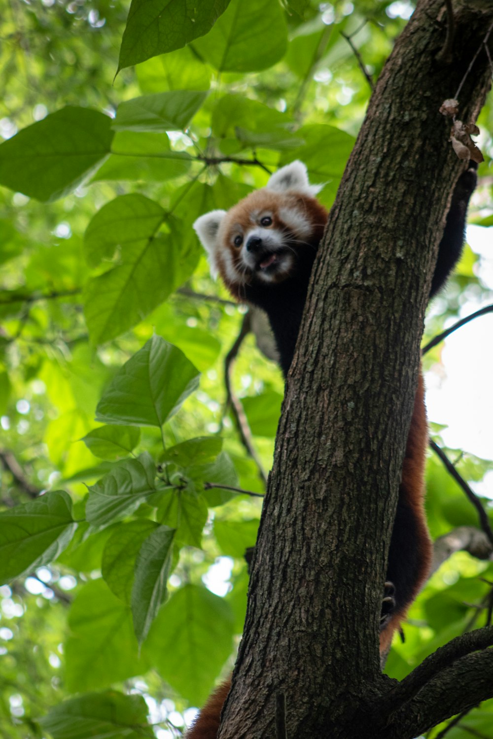 red Panda on branch