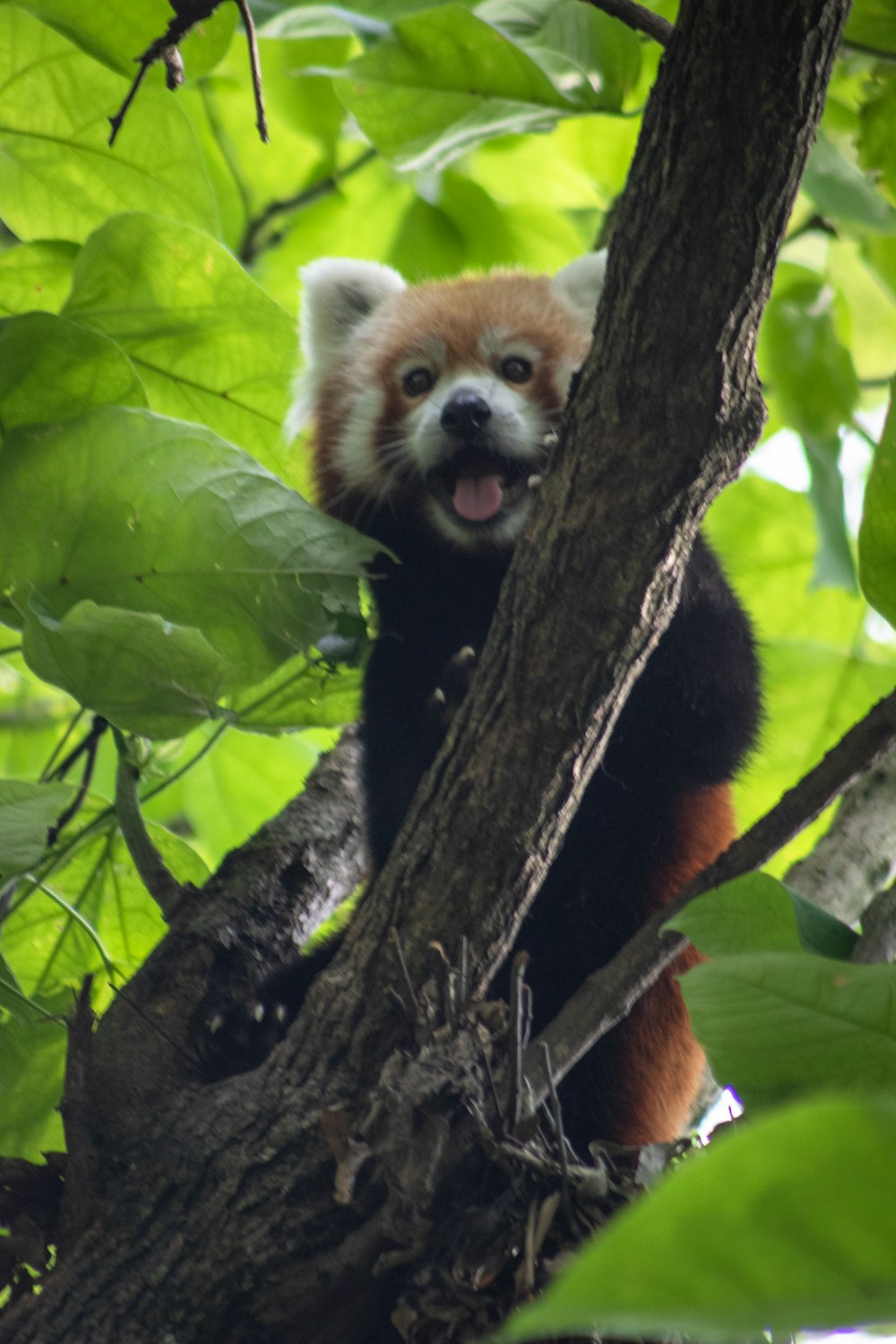 red panda