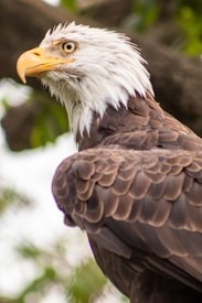 A close-up of a bald eagle with a sharp gaze, displaying its distinctive white head and golden beak. The brown feathers on its body are clearly visible, with a background of blurred green foliage.