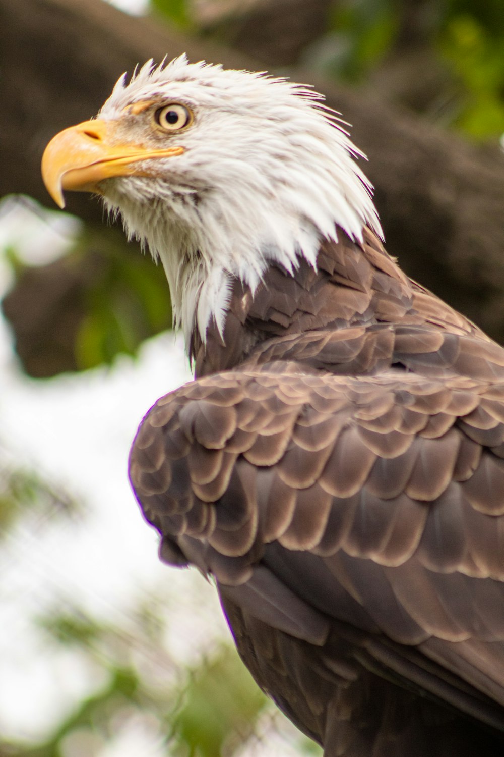 white and brown bald eagle during daytime