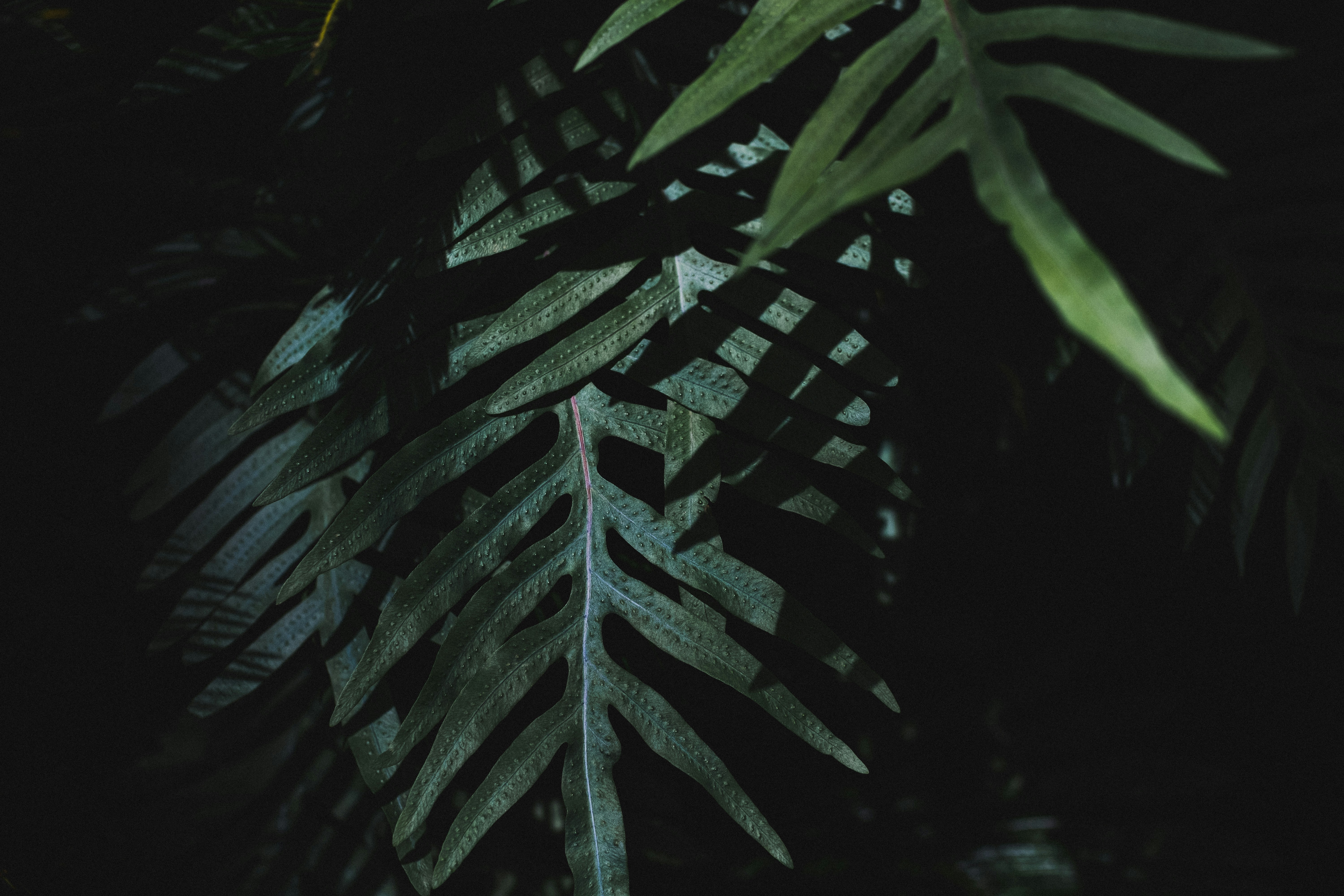 Photo by johngibbons