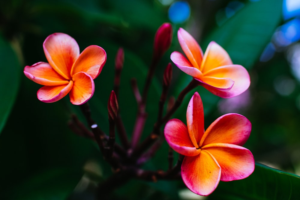 pink petaled flowers