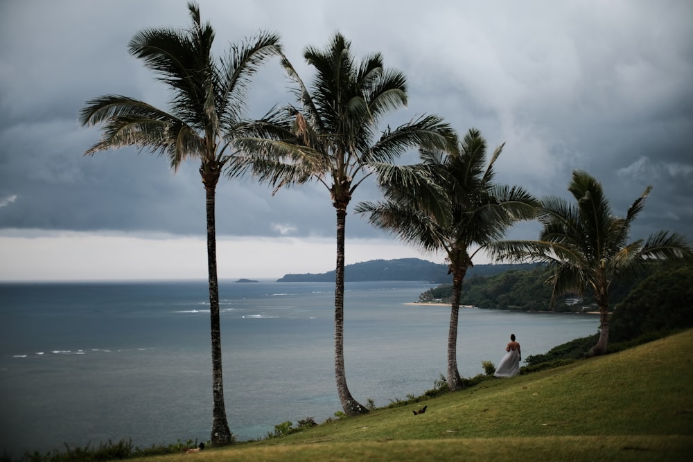 palm trees near sea