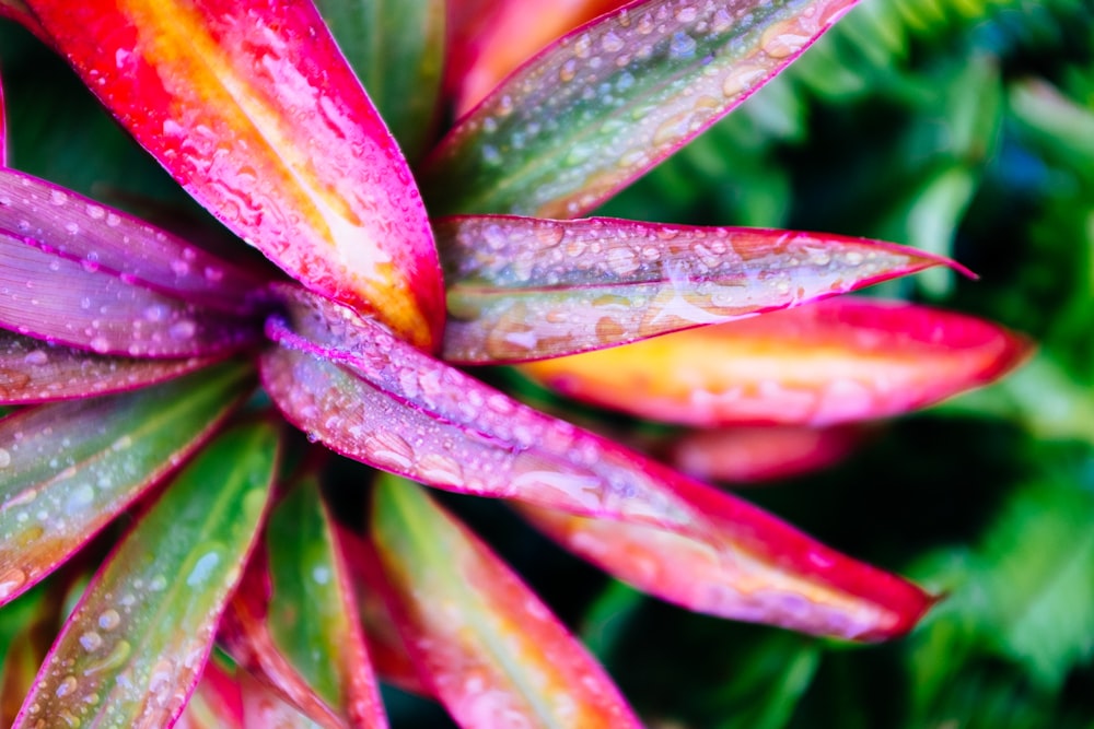 red leafed plant