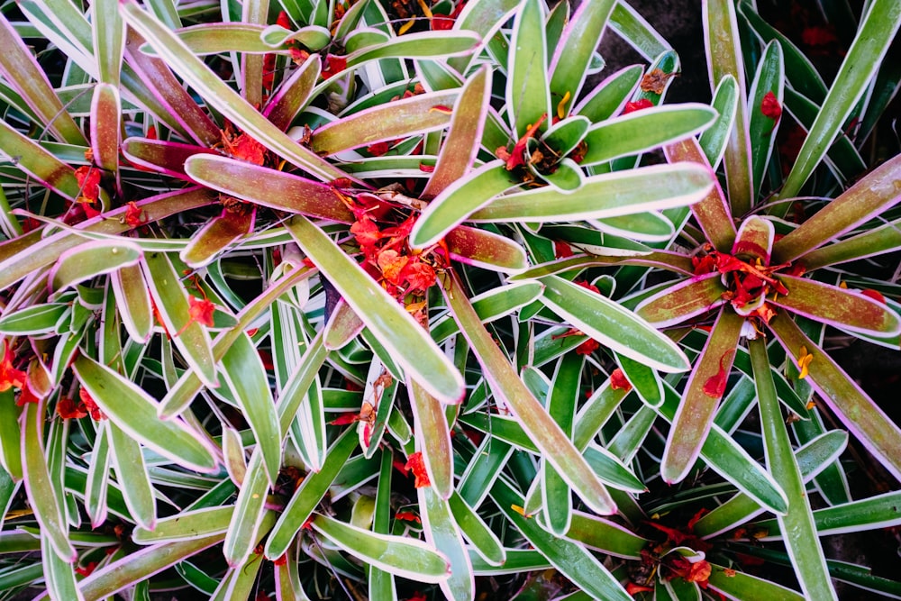 green and red-petaled flowering plants