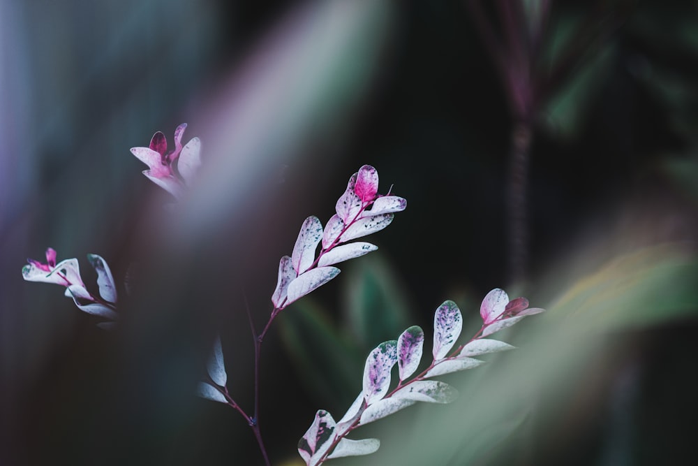 pink petaled flower