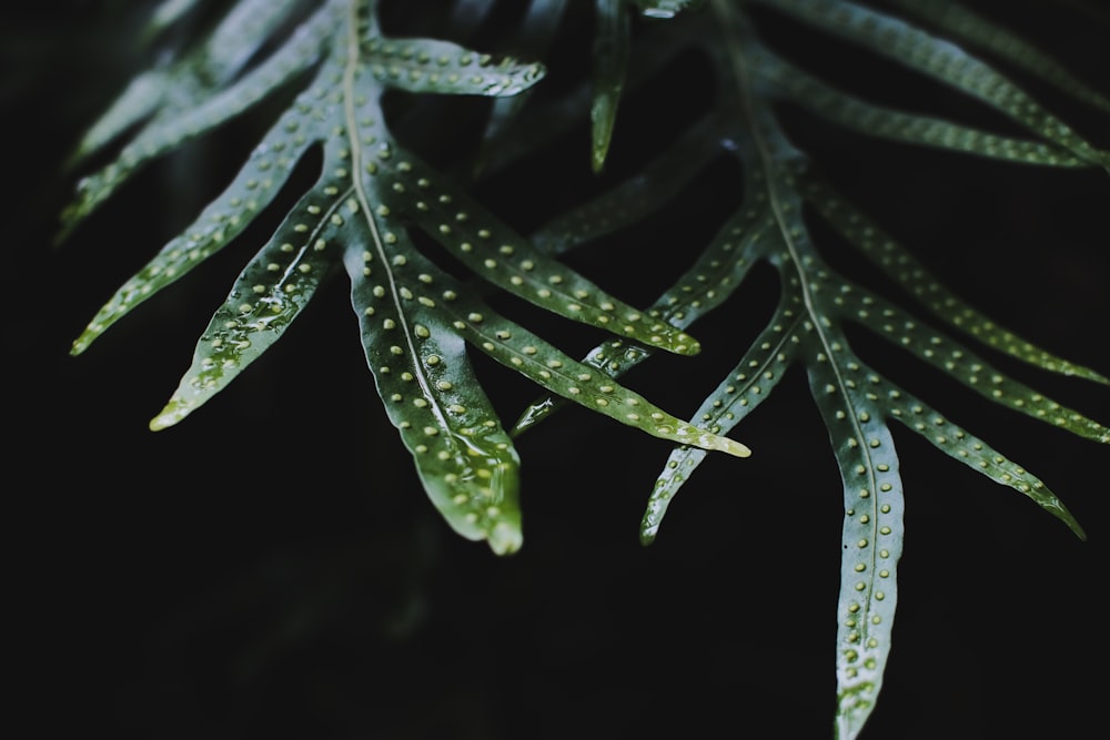 green-leafed plant