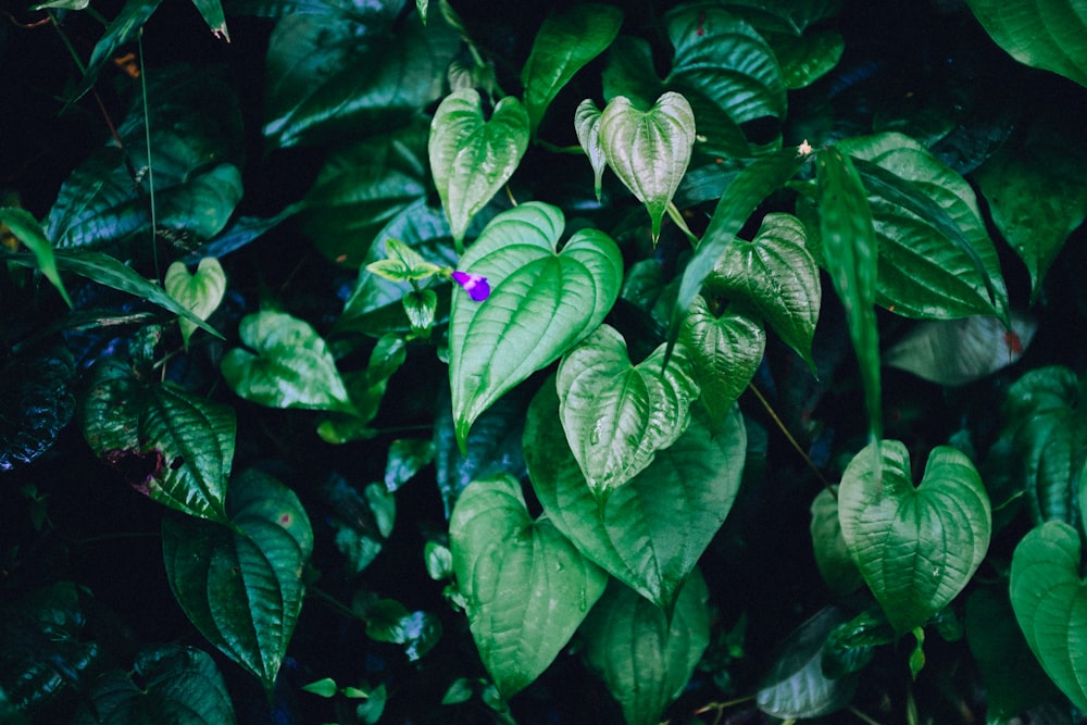 shallow focus photo of leaves