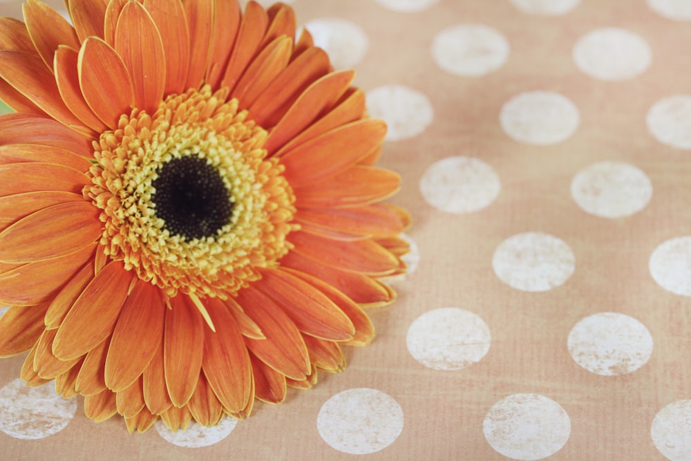 beige petaled flower on polka dot textile