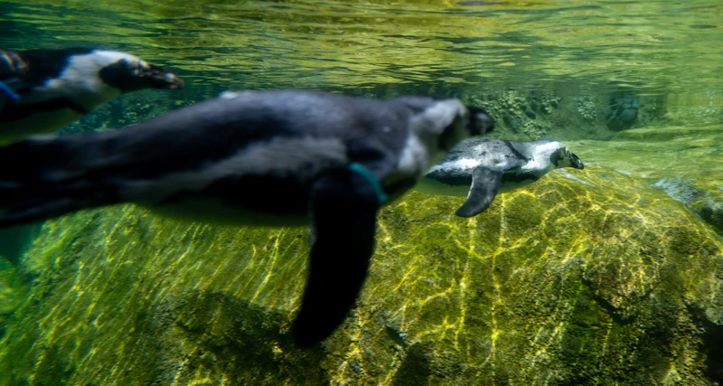 Penguins swimming at the Lincoln Park Zoo in Chicago