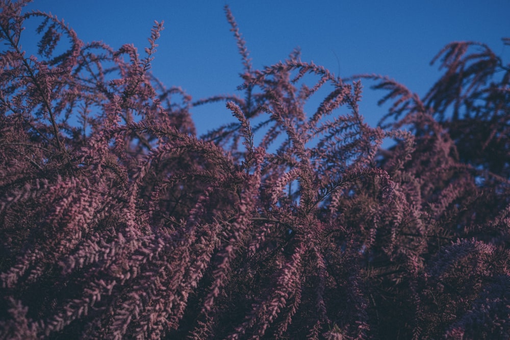 red leafed plant