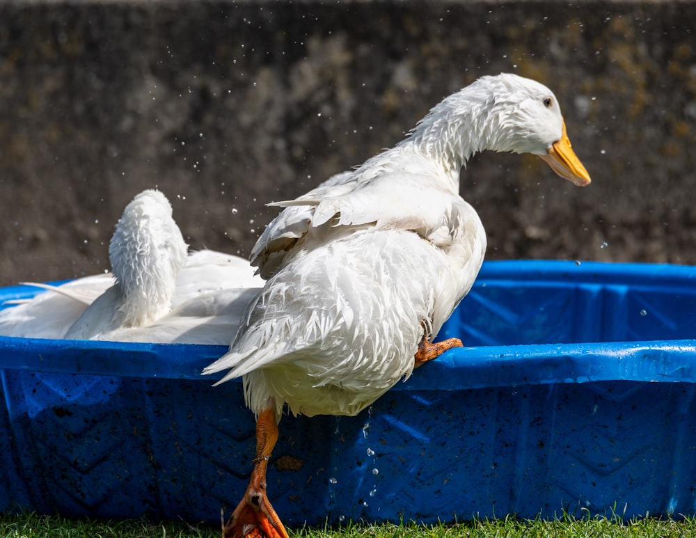 two white ducks on bowl