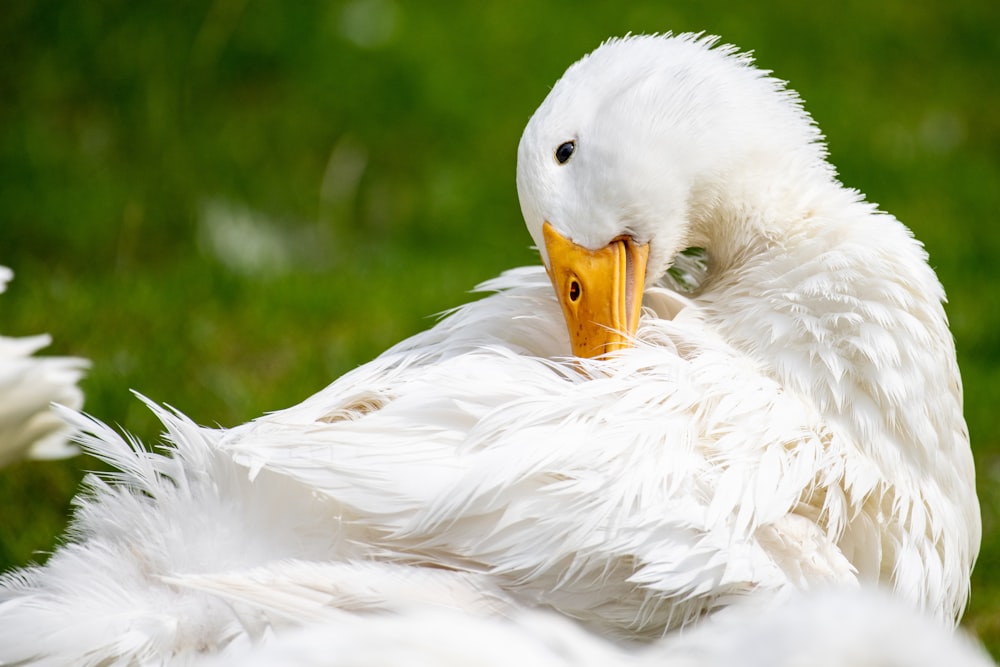 white duck