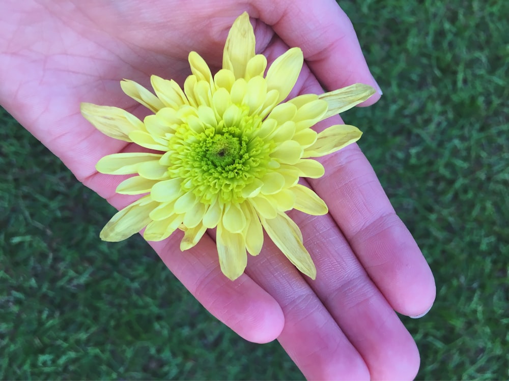 yellow petaled flower