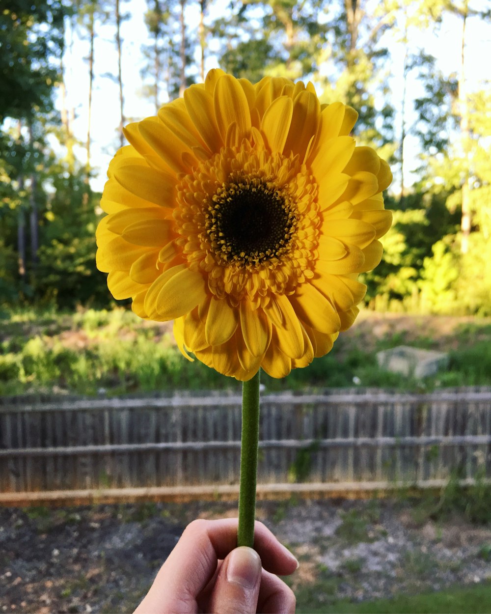 yellow flower