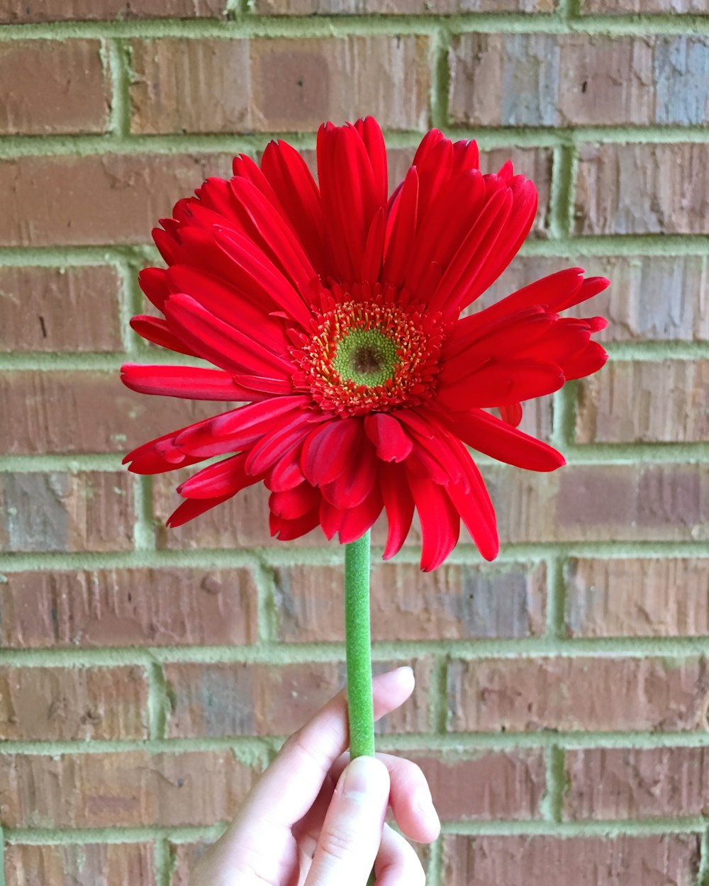 red-petaled flower