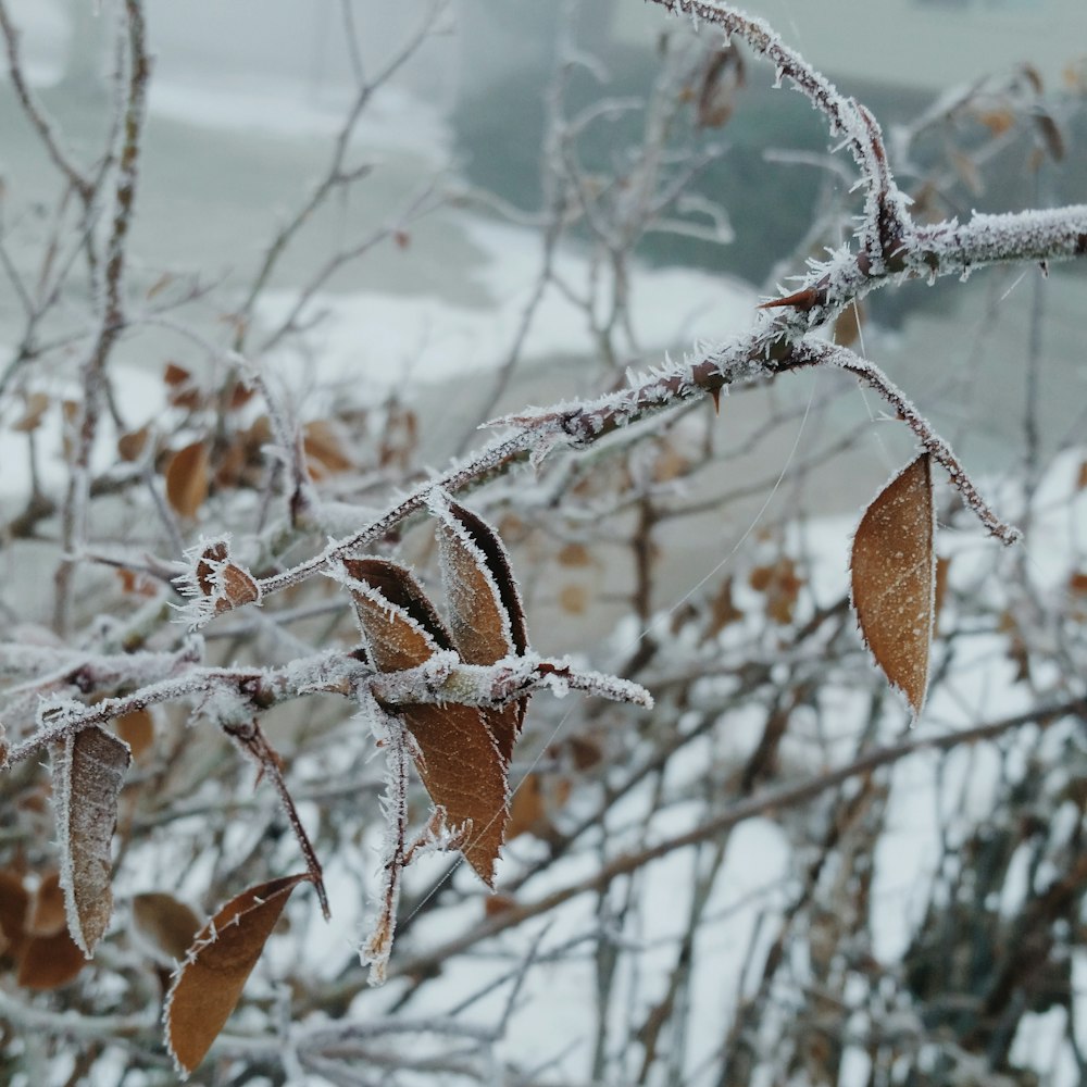 a tree branch with leaves covered in ice