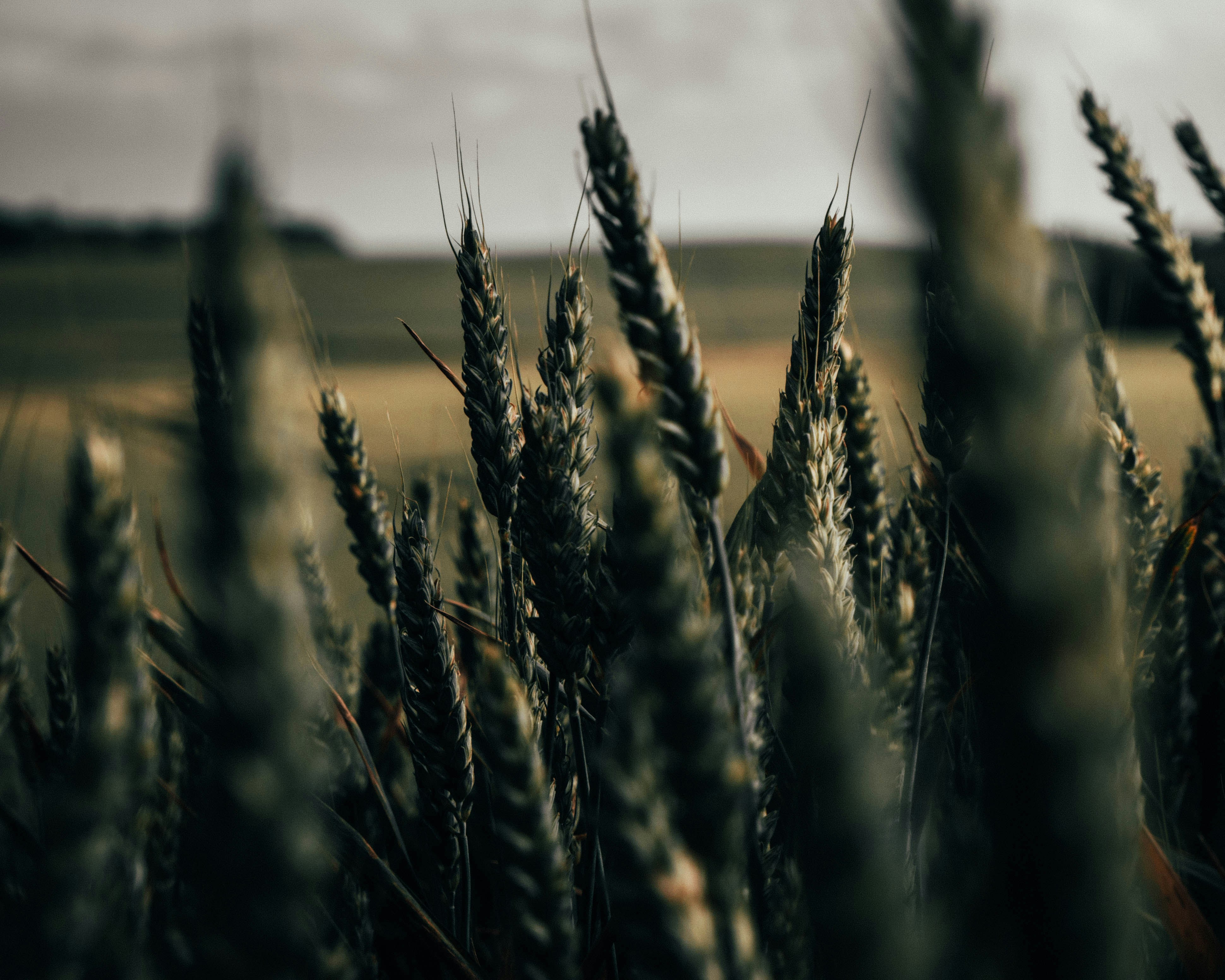close up photography of wheat grass