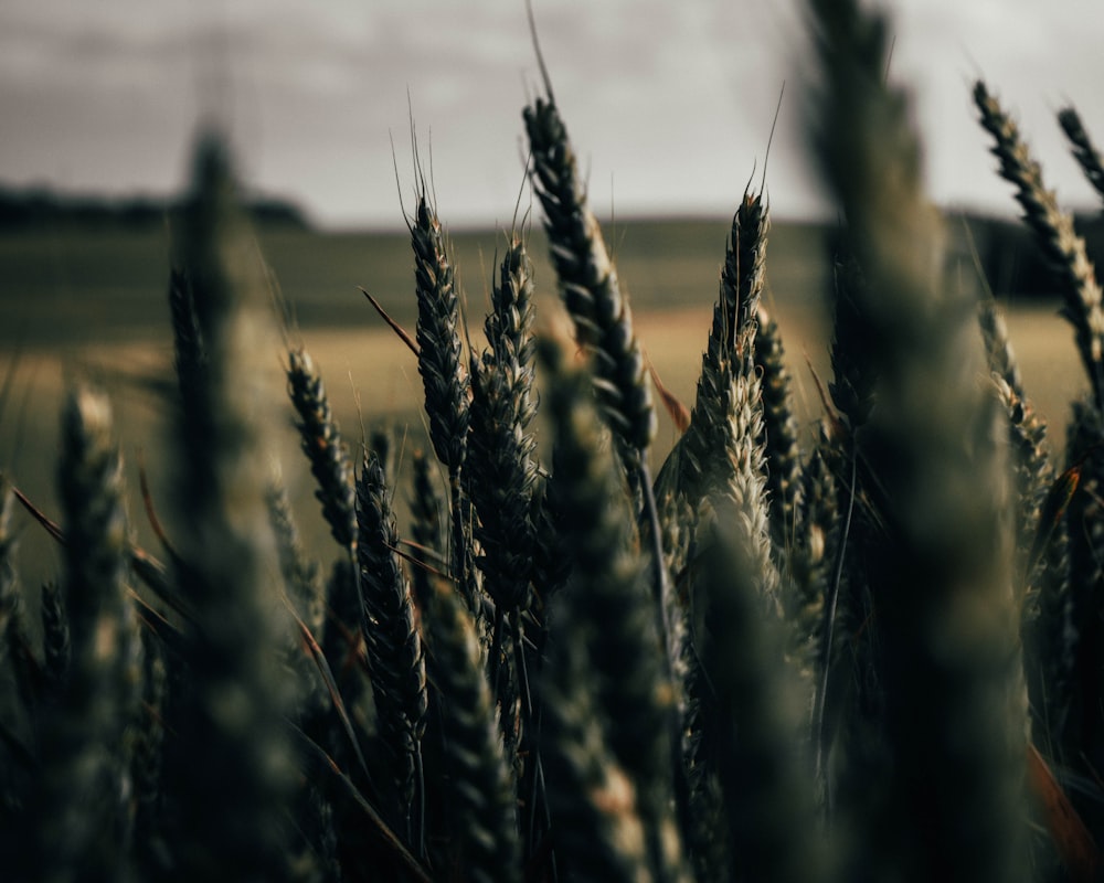 close up photography of wheat grass