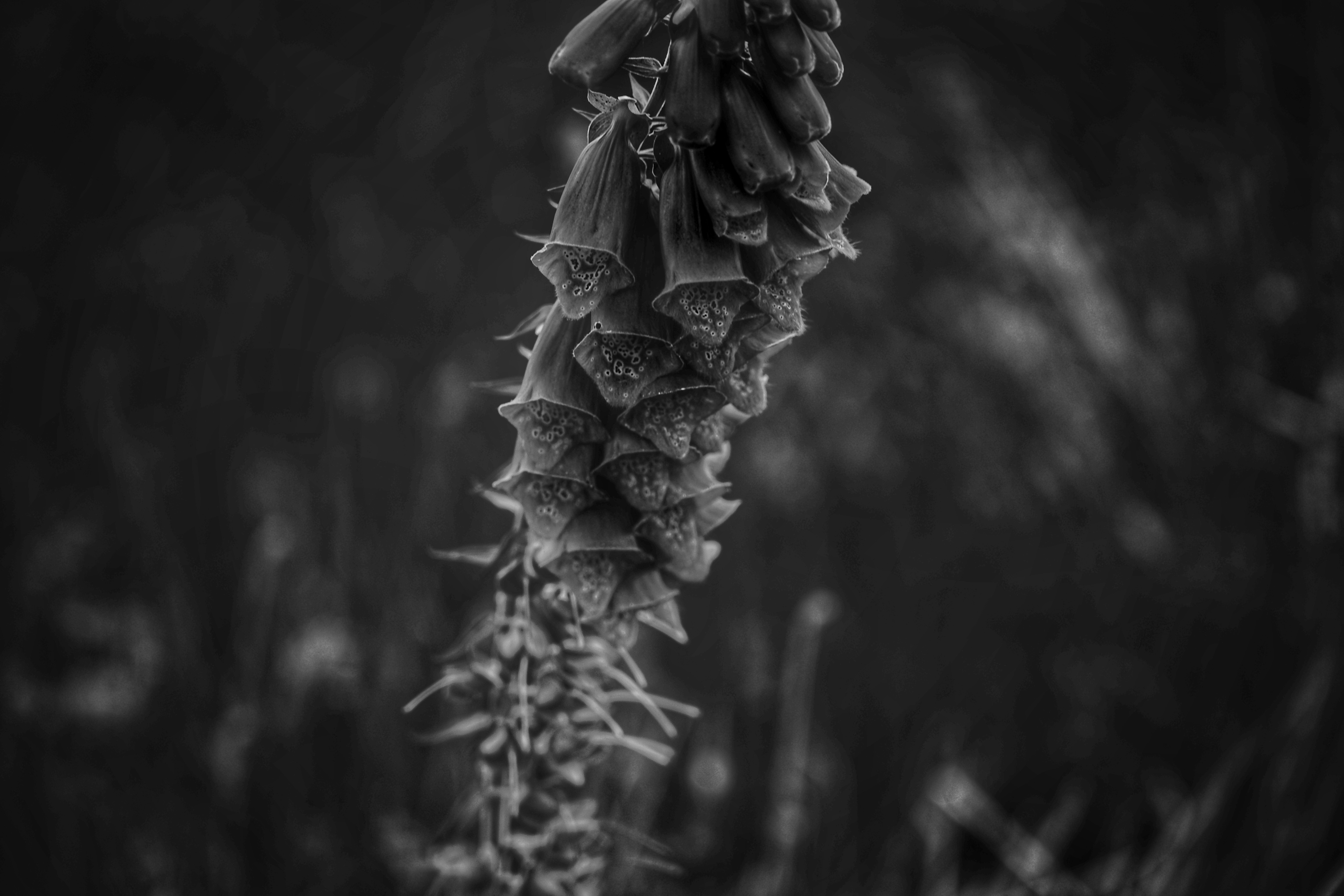 Photo by tomasrobertson