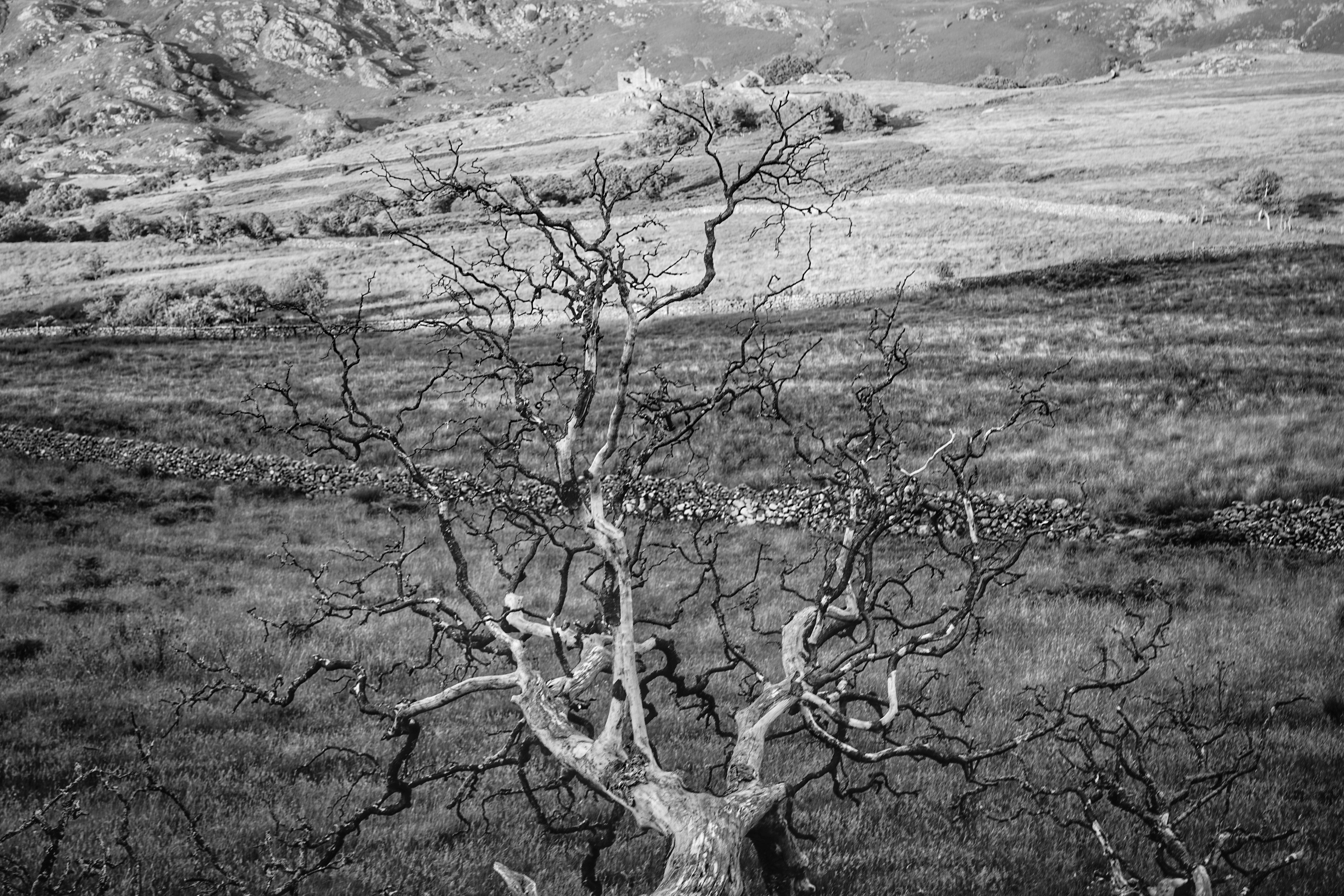 Images Gratuites : arbre, la nature, forêt, branche, hiver, noir et blanc,  feuille, fleur, tronc, printemps, botanique, jardin, Monochrome, flore,  brindille, racine, arbuste, tordu, des bois, branches d'arbre, Photographie  monochrome, tortueux, Tige, image size:3000x2000